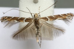 Acrocercops brongniardella