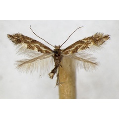 /filer/webapps/moths_gc/media/images/C/connexella_Phyllonorycter_A_ZSM.jpg