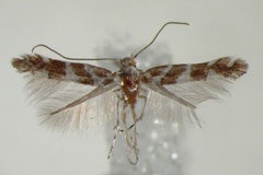 Phyllonorycter leucaspis