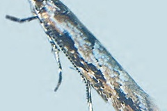 Phyllonorycter issikii