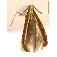 /filer/webapps/moths_gc/media/images/G/gunniella_Neurostrota_A166_ANIC.jpg