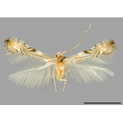 /filer/webapps/moths_gc/media/images/M/maxberryi_Phyllocnistis_HT_USNM.jpg