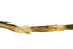 Diphtheroptila breynella