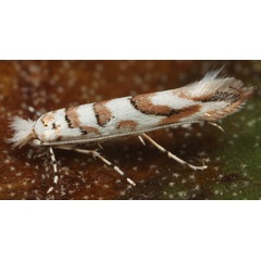 /filer/webapps/moths_gc/media/images/C/cretaceella_Cameraria_A_Eiseman-et-Davis_2020_211b.jpg