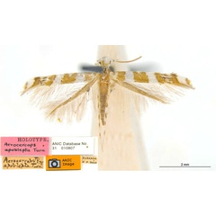 /filer/webapps/moths_gc/media/images/A/apoblepta_Acrocercops_ST_ANIC_TCeSrFe.jpg