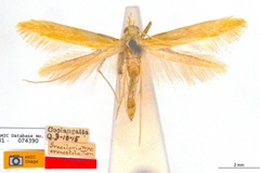 Caloptilia crocostola