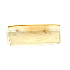 /filer/webapps/moths_gc/media/images/V/virosae_Diphtheroptila_PT15_cocoon_ANIC.jpg