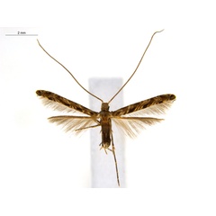/filer/webapps/moths_gc/media/images/C/crotonella_Diphtheroptila_PT7_ANIC.jpg