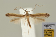 Caloptilia galacotra