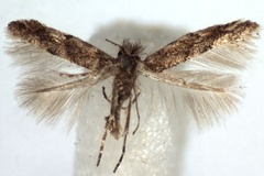 Phyllonorycter acaciella
