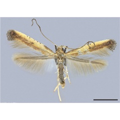 /filer/webapps/moths_gc/media/images/D/dondavisi_Caloptilia_HT_MHNG.jpg