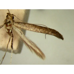 /filer/webapps/moths_gc/media/images/C/corrugata_Caloptilia_HT_TMSA329b.jpg