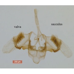 /filer/webapps/moths_gc/media/images/S/sinensis_Conopomorpha_GM_Siraj-etal_2026_175.jpg