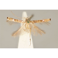 /filer/webapps/moths_gc/media/images/P/pyrigenes_Acrocercops_ST_ANIC31-087235_dorsal.jpg