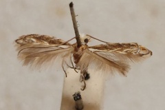 Epicephala frugicola