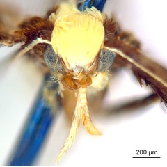 /filer/webapps/moths_gc/media/images/B/braidella_Parectopa_HT_head1_ANIC.jpg