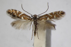 Phyllonorycter strigulatella