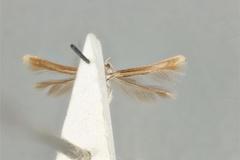 Cuphodes maculosa