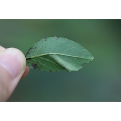 /filer/webapps/moths_gc/media/images/S/stenopterae_Phyllonorycter_mine2_Lu-etal_2025_461.jpg