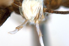 Parectopa melanoxyla