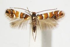 Phyllonorycter klemannella