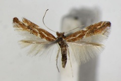 Phyllonorycter corylifoliella