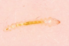 Macrosaccus morrisella