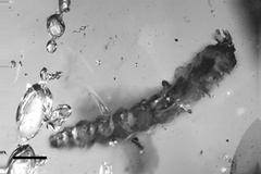 Phyllocnistis cretacea