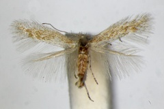 Phyllonorycter bartolomella