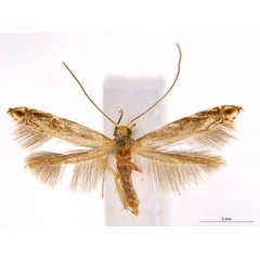 /filer/webapps/moths_gc/media/images/T/trigonophora_Epicephala_AF41_ANIC.jpg