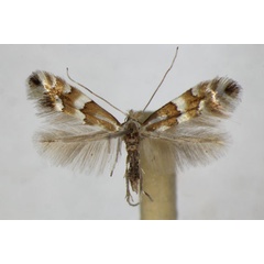 /filer/webapps/moths_gc/media/images/S/spinolella_Phyllonorycter_A_ZSM.jpg