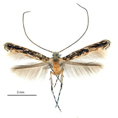 /filer/webapps/moths_gc/media/images/L/labyrinthica_Stomphastis_AF1_DePrins-etal_2025_256.jpg