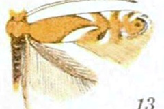 Phyllonorycter aeriferella