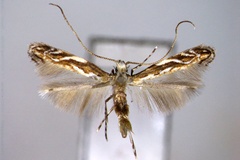 Liocrobyla lobata