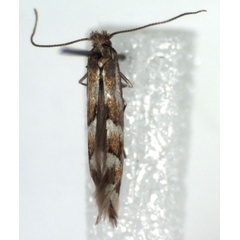 /filer/webapps/moths_gc/media/images/R/rolandi_Phyllonorycter_A_WJDP.jpg