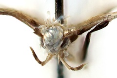 Dialectica falcata