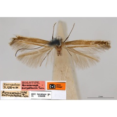 /filer/webapps/moths_gc/media/images/E/euryschema_Acrocercops_HT_ANIC.jpg