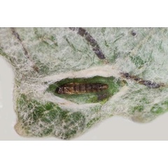 /filer/webapps/moths_gc/media/images/L/labyrinthella_Phyllocnistis_pupa_Kirichenko_-etal_2025_16b.jpg