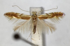 Phyllonorycter mirbeckifoliae