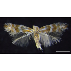 /filer/webapps/moths_gc/media/images/I/ivani_Phyllonorycter_PT_MCNV.jpg