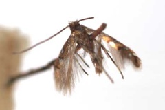Phyllonorycter lemarchandi