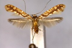 Caloptilia reticulata