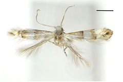 Phyllonorycter jezoniella