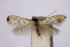 Phyllonorycter tangerensis