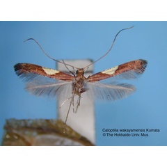 /filer/webapps/moths_gc/media/images/W/wakayamensis_Caloptilia_HT_EIHU.jpg