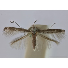 /filer/webapps/moths_gc/media/images/M/micrura_Parornix_HT_NHMUK010920067_BMNH.jpg