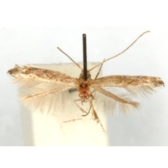 /filer/webapps/moths_gc/media/images/P/pulverella_Parectopa_HT_GAMNH.jpg