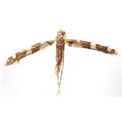 /filer/webapps/moths_gc/media/images/M/malvavisci_Telamoptilia_HTb_Eiseman-etal_2025_704.jpg