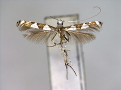 /filer/webapps/moths_gc/media/images/T/triangulata_Monocercops_PT_EIHU.jpg