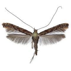 /filer/webapps/moths_gc/media/images/L/laurifoliae_Caloptilia_F_Falck_2025_701_4.jpg